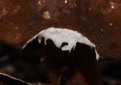 Lactifluus wirrabara