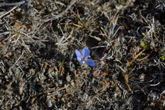 Veronica lilliputiana