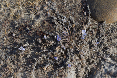 Veronica lilliputiana