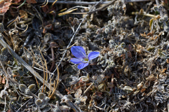 Veronica lilliputiana
