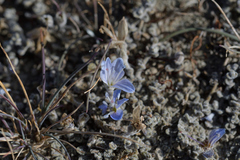 Veronica lilliputiana
