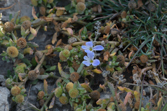 Veronica lilliputiana