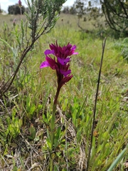 Anacamptis papilionacea