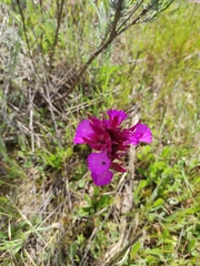 Anacamptis papilionacea
