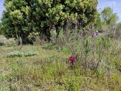 Anacamptis papilionacea