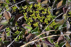 Coprosma petriei