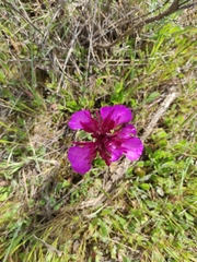 Anacamptis papilionacea