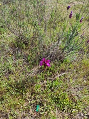 Anacamptis papilionacea