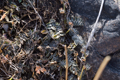 Lobelia perpusilla