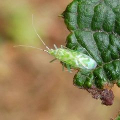Malacocoris chlorizans