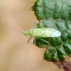 Malacocoris chlorizans