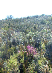 Erica newdigatei