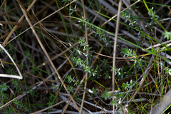 Galium perpusillum