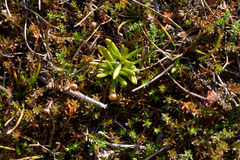 Stackhousia minima