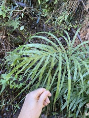 Pteris umbrosa