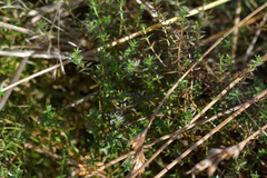 Galium perpusillum