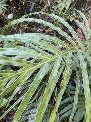 Pteris umbrosa