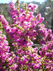 Erica newdigatei