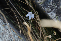 Wahlenbergia albomarginata