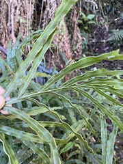 Pteris umbrosa