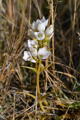 Gentianella corymbifera