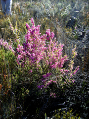 Erica newdigatei