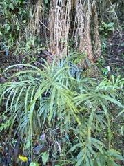 Pteris umbrosa