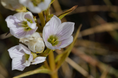 Gentianella corymbifera