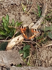 Aglais urticae
