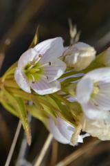 Gentianella corymbifera