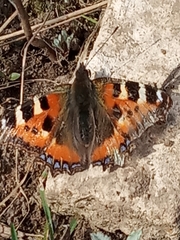 Aglais urticae