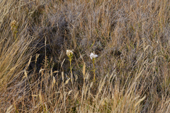 Gentianella corymbifera