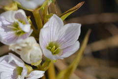 Gentianella corymbifera
