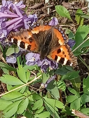 Aglais urticae