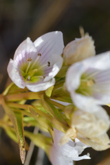 Gentianella corymbifera