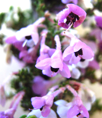 Erica newdigatei