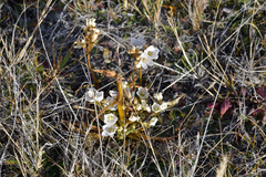 Gentianella corymbifera