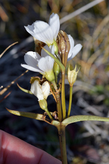 Gentianella corymbifera
