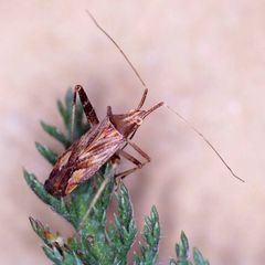 Phytocoris varipes