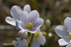 Gentianella corymbifera