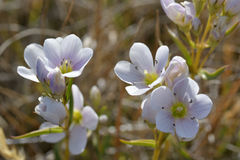 Gentianella corymbifera