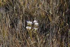 Gentianella corymbifera
