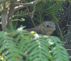 Dasyornis brachypterus