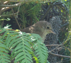 Dasyornis brachypterus