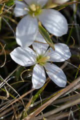 Gentianella corymbifera