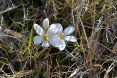 Gentianella corymbifera