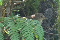 Dasyornis brachypterus