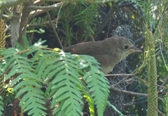 Dasyornis brachypterus