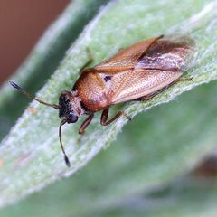 Cymus melanocephalus