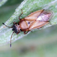 Cymus melanocephalus